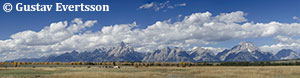 Horses and Grand Tetons by Gustav Evertsson
